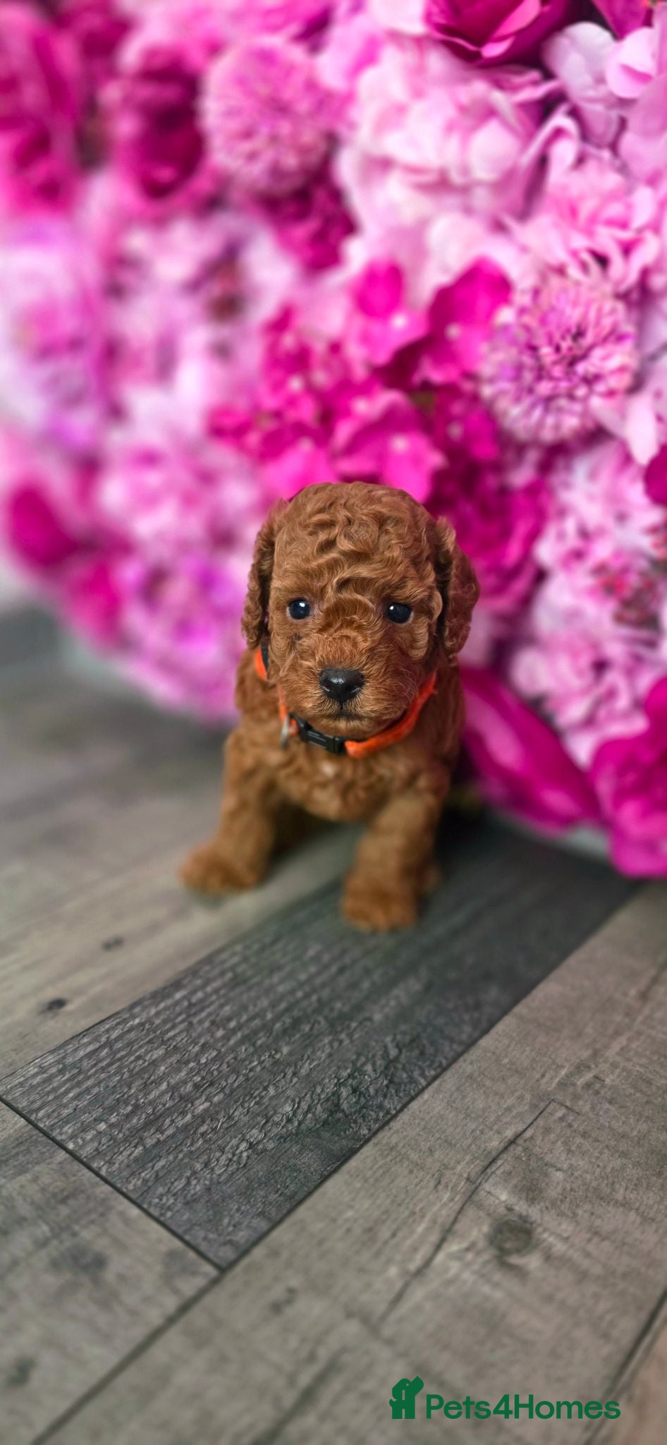 Cavapoo dogs 🌟HEALTH TESTED TOY CAVAPOO F1B - Advert 2
