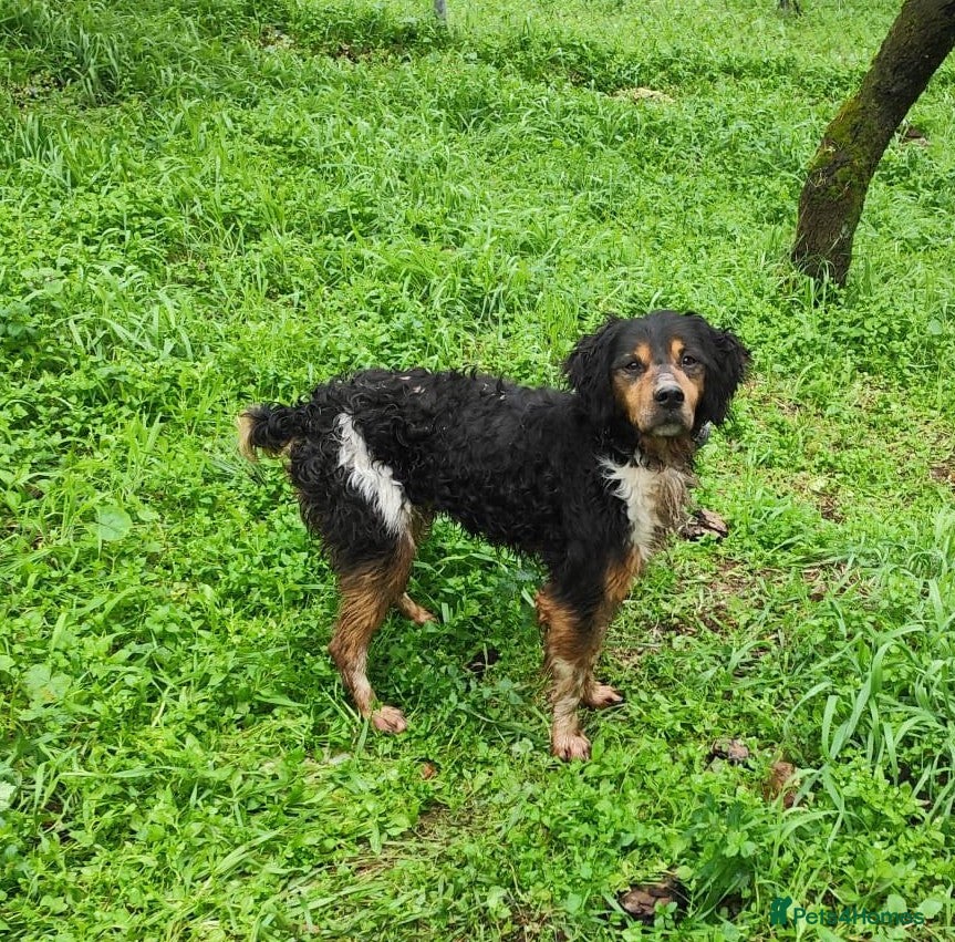 Brittany Spaniel dogs Sweet Imani loves everybody! Reading, Berkshire - Advert 1