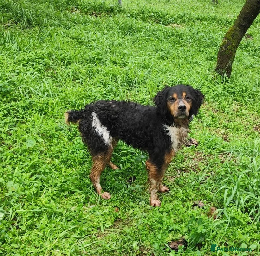 Brittany Spaniel dogs for adoption: Sweet Imani loves everybody! Reading, Berkshire in Reading - Advert 1
