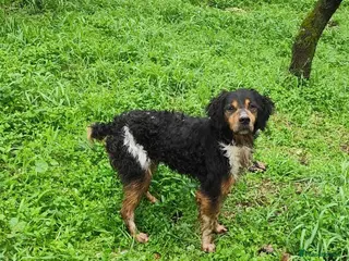 Brittany Spaniel dogs Sweet Imani loves everybody! Reading, Berkshire - Advert 1