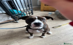 Mixed Breed dogs for sale: Mixed breed dog  - Image 1