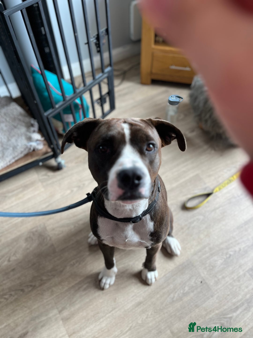 Mixed Breed dogs for sale: Mixed breed dog  - Image 1
