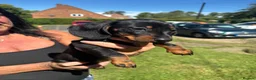 Miniature Dachshund dogs for sale: 2 Black and Tan miniature dachshunds 🐶 - Advert 3