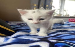 Mixed Breed cats for sale: Kittens for sale  - Image 7
