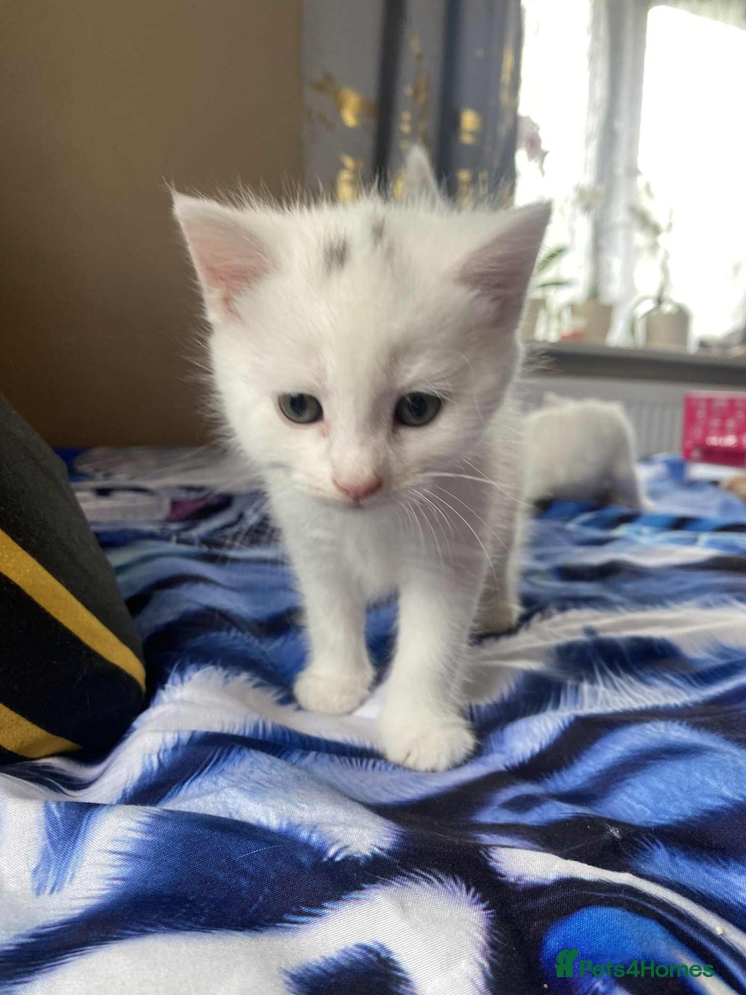 Mixed Breed cats for sale: Kittens for sale  - Image 7