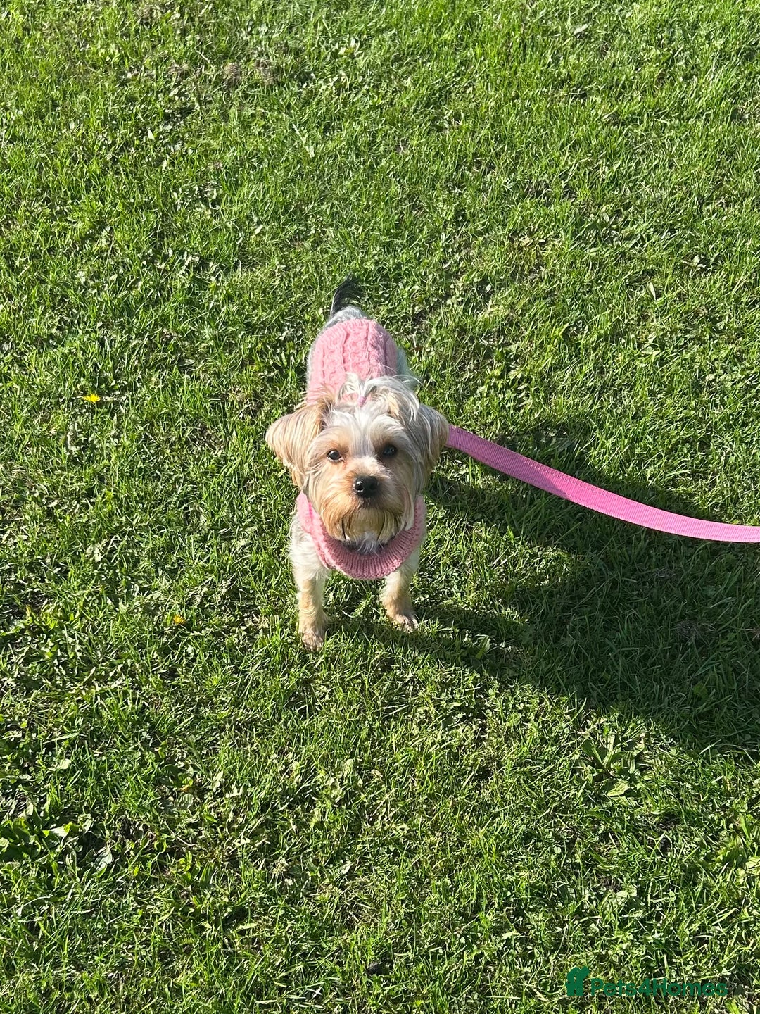 Yorkshire Terrier dogs for sale: Yorkshire Terrier, Female - Full Sized - 1yr old  - Advert 13