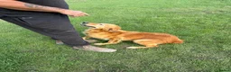 Golden Retriever dogs for sale: Loving golden retriever girl  - Advert 5