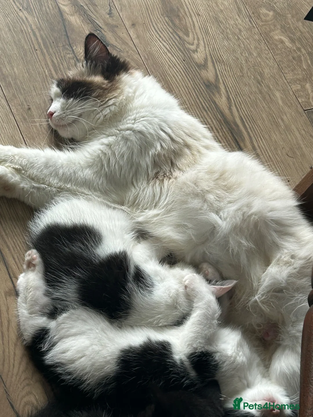 Mixed Breed cats for sale: 4 beautiful half ragdoll kittens - Advert 2