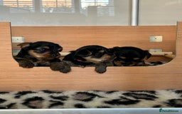Yorkshire Terrier dogs for sale: Pedigree Healthy toy Yorkshire Terrier pups  - Image 2