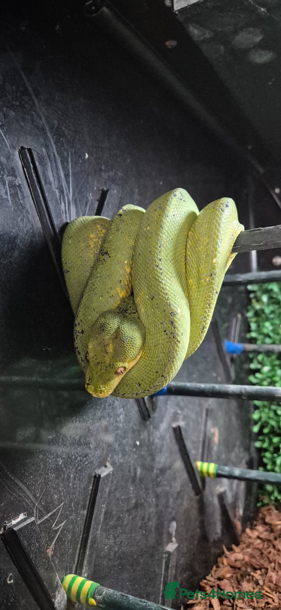 Python Snake reptiles 1 x Male Green Tree Python - Advert 5