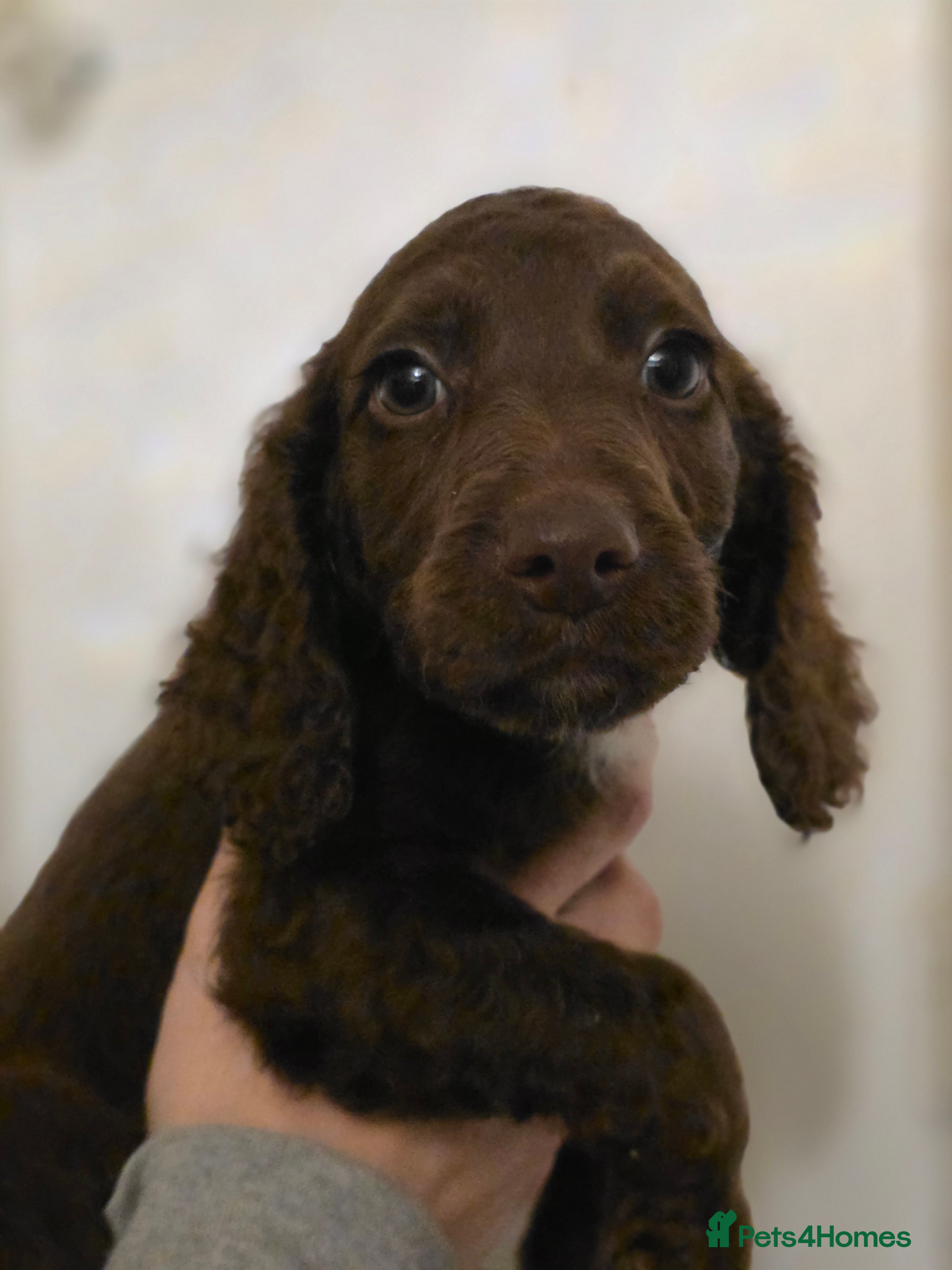 Cockapoo dogs Quality cockapoo puppies READY - Advert 2