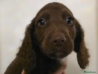 Cockapoo dogs Quality cockapoo puppies READY - Advert 2