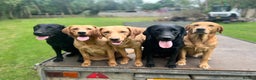 Labrador Retriever dogs for sale: 🐶 KC Registered Fox Red Labrador Puppies 🐶 - Advert 13