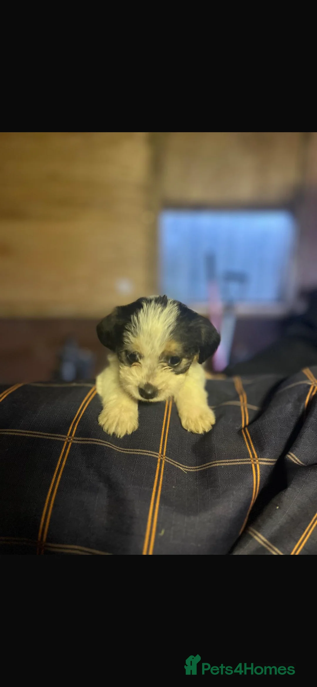 Mixed Breed dogs for sale: Jack tzu - Advert 1