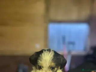 Mixed Breed dogs Jack tzu - Advert 2