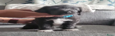 Mixed Breed 3