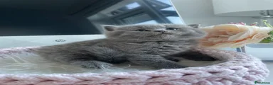 British Shorthair 5