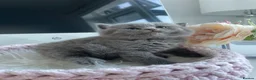 British Shorthair cats for sale: Champion Bloodline British shorthair kittens - Advert 15