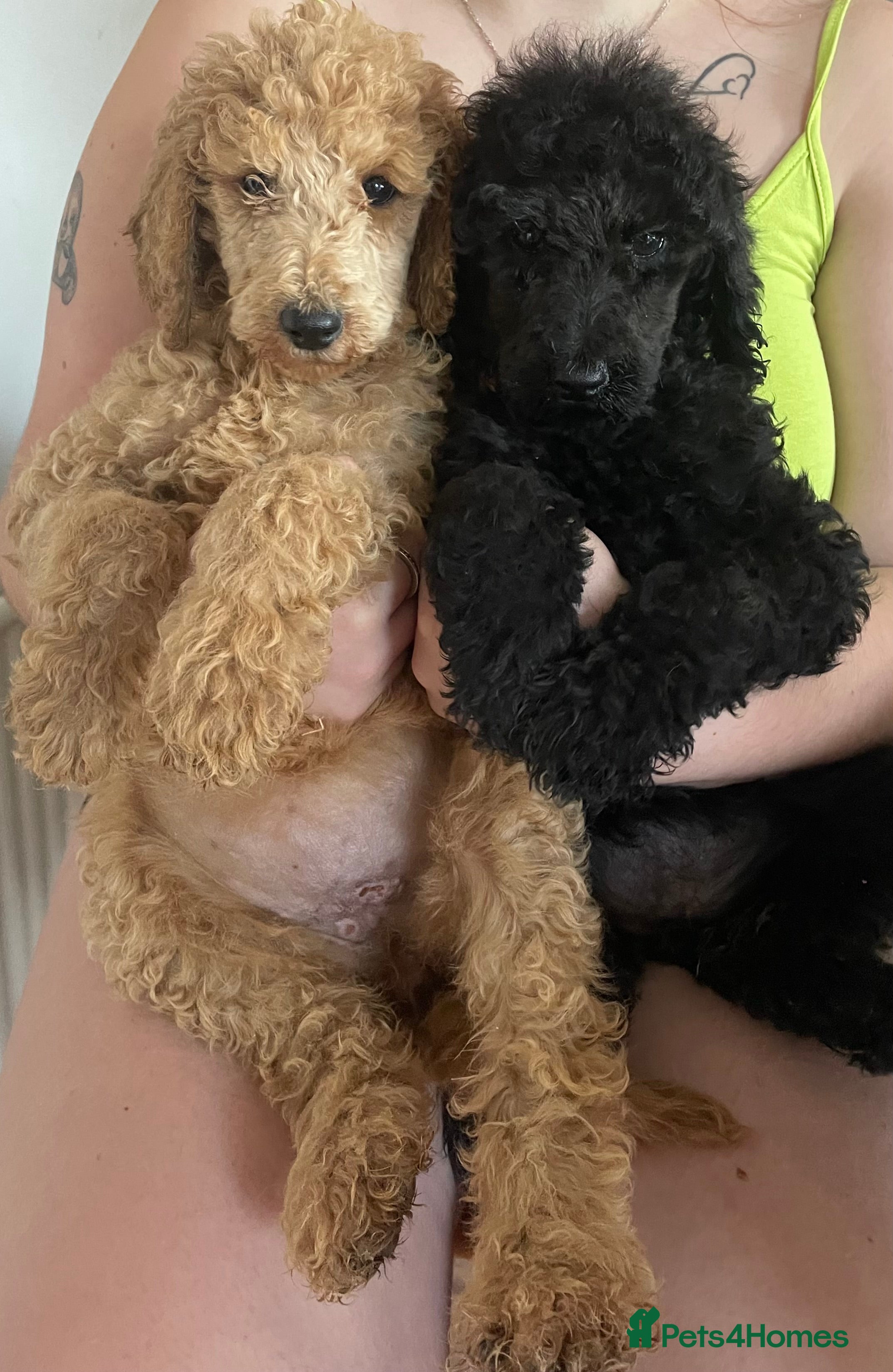 Standard Poodle dogs Kc standard poodles  - Advert 15