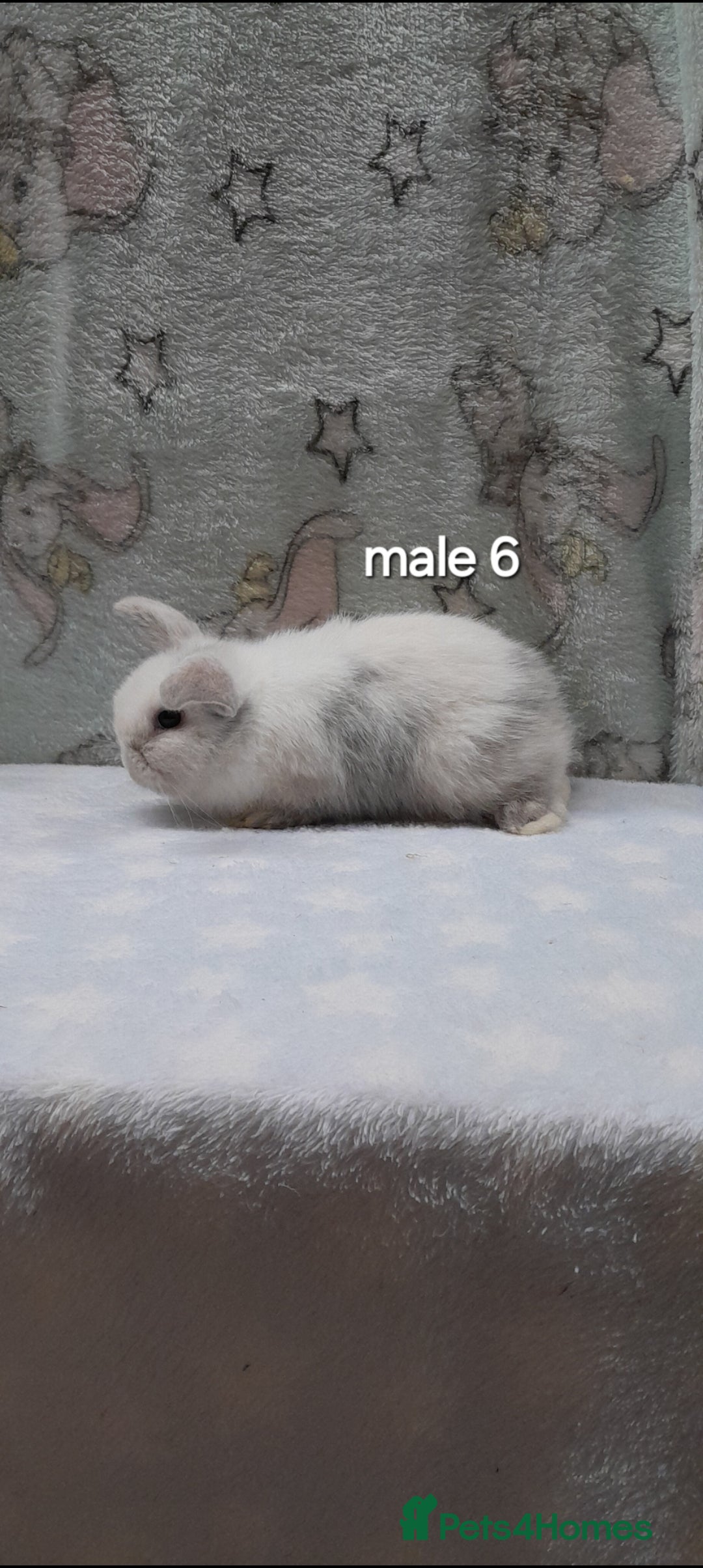 Mini Lop rabbits for sale: Purebred mini lops ready to reserve  - Advert 12