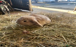 Lionhead rabbits for sale: Lion head x mini lop  - Image 1