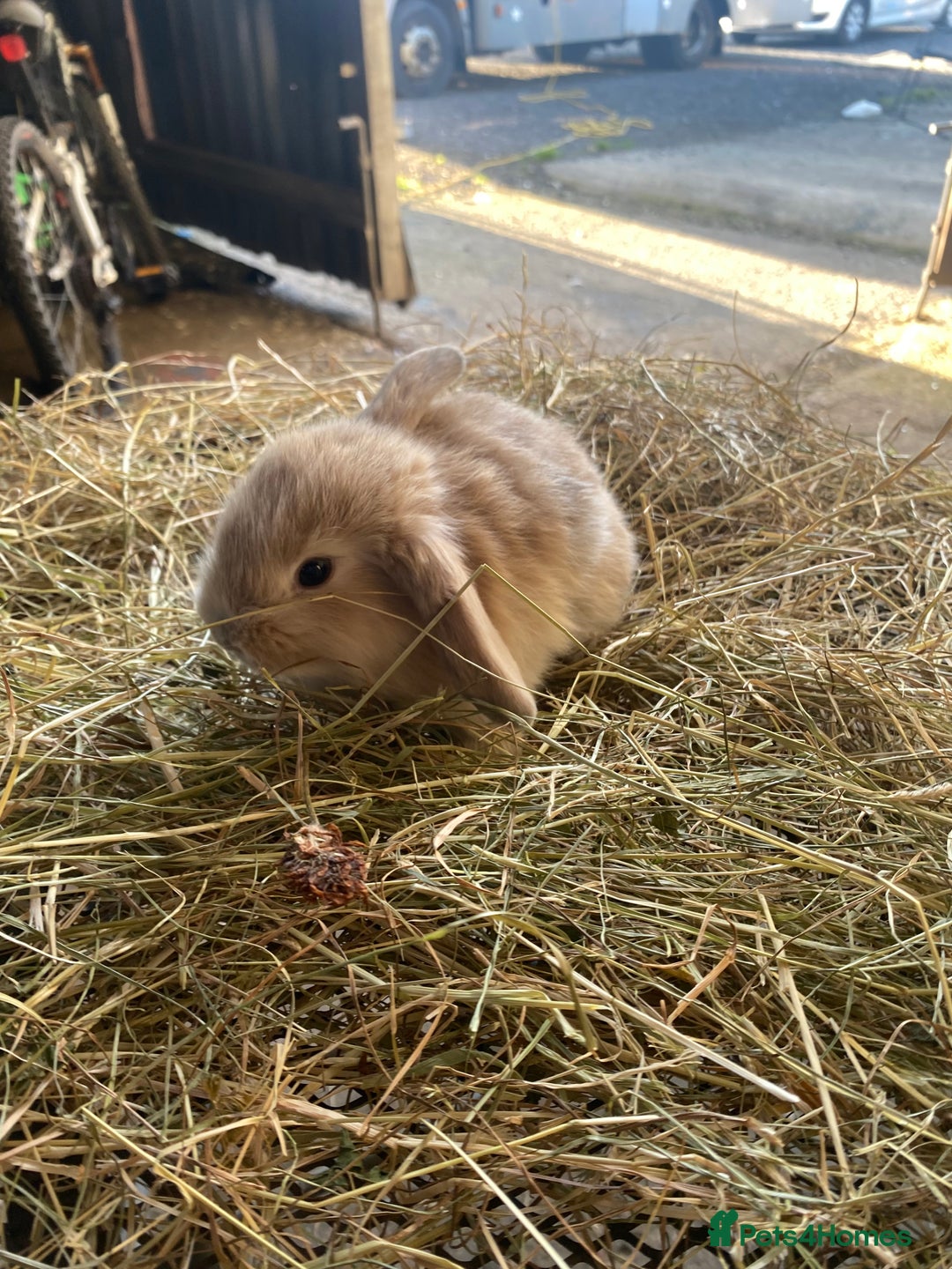 Lionhead rabbits for sale: Lion head x mini lop  - Image 1