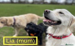 Golden Retriever dogs for sale: KC-Reg Golden Puppies @ Sunaraelia - Due 23/10/25 - Image 7