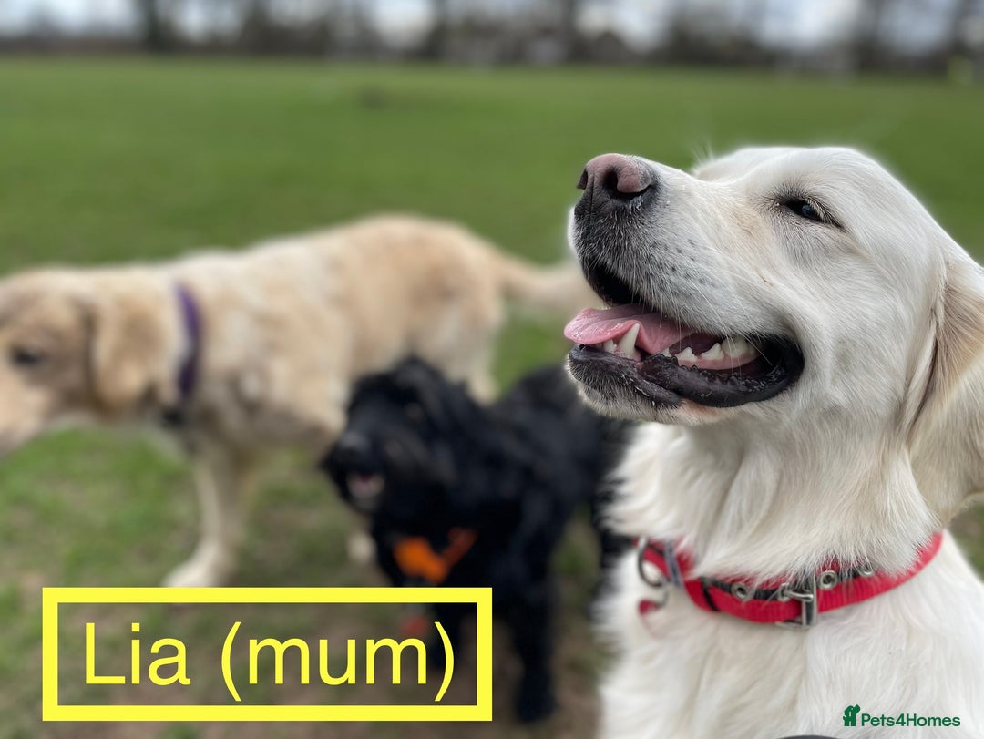 Golden Retriever dogs for sale: KC-Reg Golden Puppies @ Sunaraelia - Due 23/10/25 - Image 7