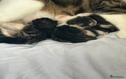 Domestic Shorthair cats for sale: beautiful tabby and black and white kittens - Image 31