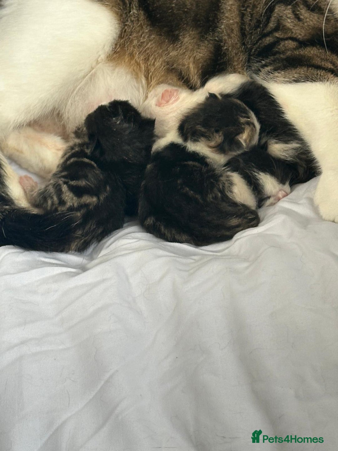 Domestic Shorthair cats for sale: beautiful tabby and black and white kittens - Image 31