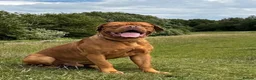 Dogue De Bordeaux dogs for sale: Beautiful KC Registered Dogue de Bordeaux Puppies - Advert 3