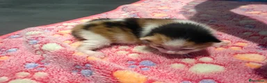 Mixed Breed Kitten 3