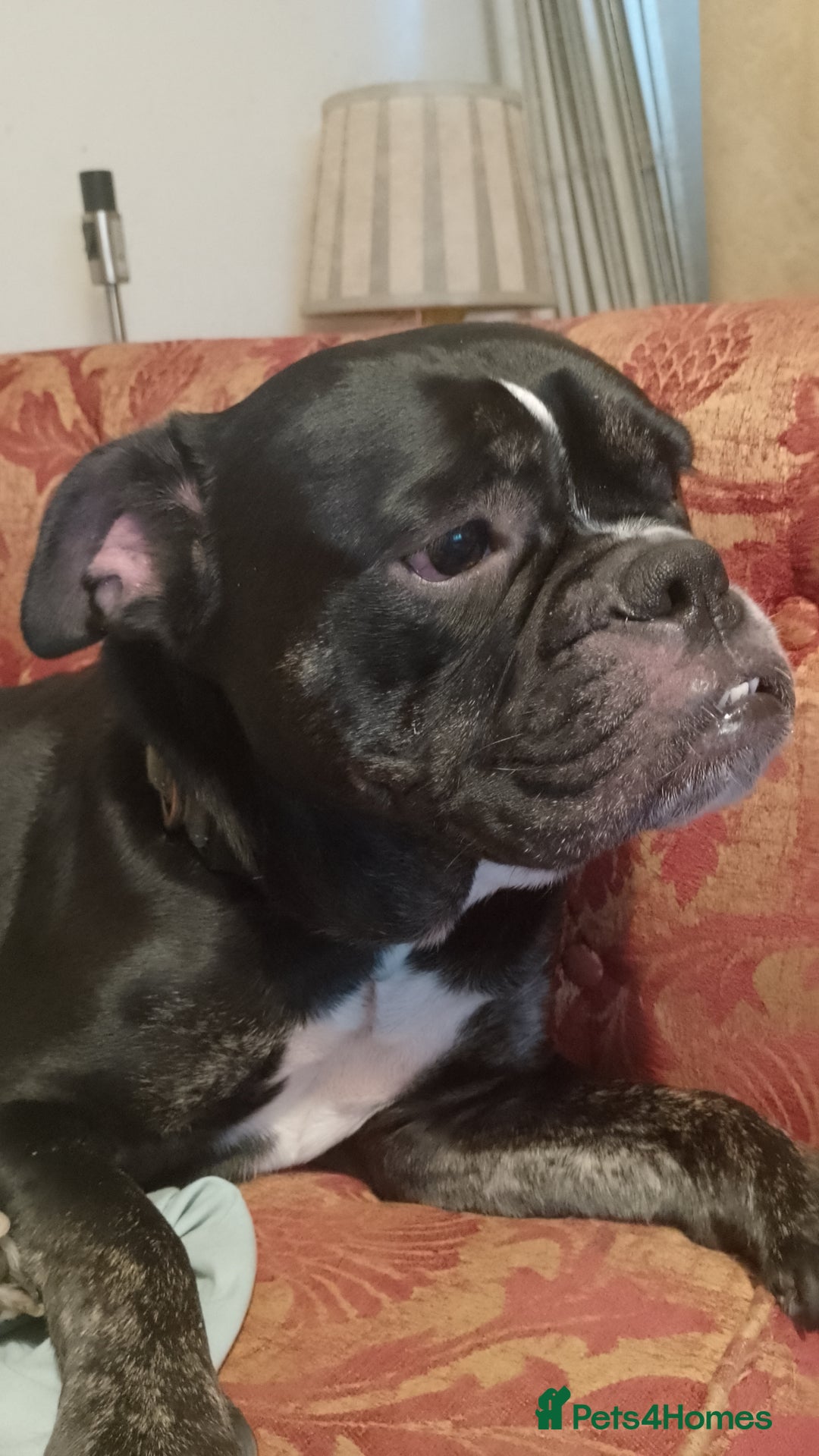 Dorset Olde Tyme Bulldogge dogs for sale: The BEST Companion you'll ever have, Diesel 💕 - Image 3