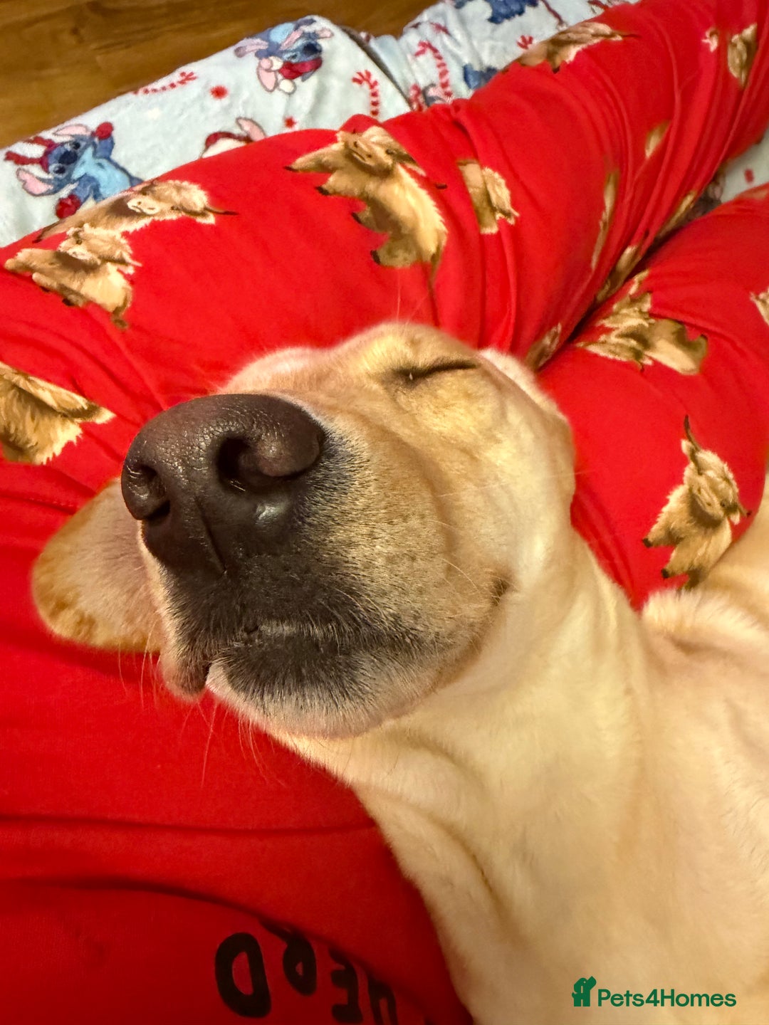 Labrador Retriever dogs for sale: 3 year old Yellow male loving friendly Labrador - Advert 7