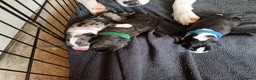 Mixed Breed dogs for sale: Cane corso border collie puppies  in Torpoint - Advert 4