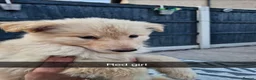 German Shepherd dogs for sale: 8 pups available   in Doncaster - Advert 9