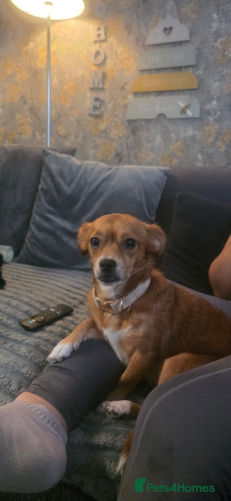 Mixed Breed dogs Puppys - Advert 3