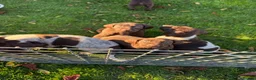 German Shorthaired Pointer dogs for sale: German Shorthaired Pointer puppies  - Advert 16