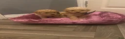 Maltipoo dogs for sale: Lovely Toy Maltipoo red curly hair puppies  - Advert 5