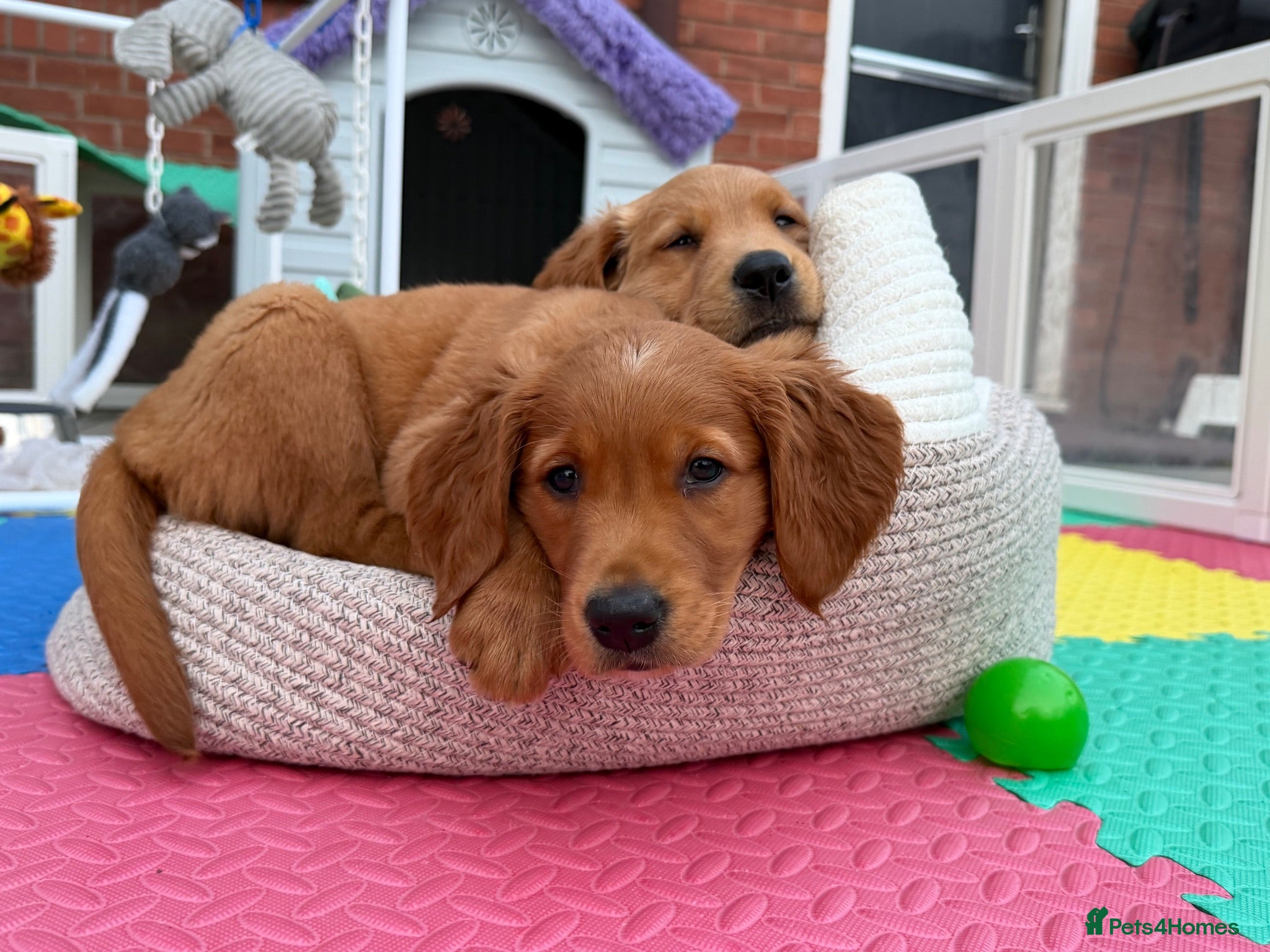 Golden Retriever dogs Excellent pedigree KC working golden retrievers  - Advert 3