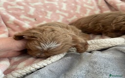 Cavapoo dogs for sale: Cavapoos puppies - Image 6