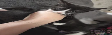Tuxedo