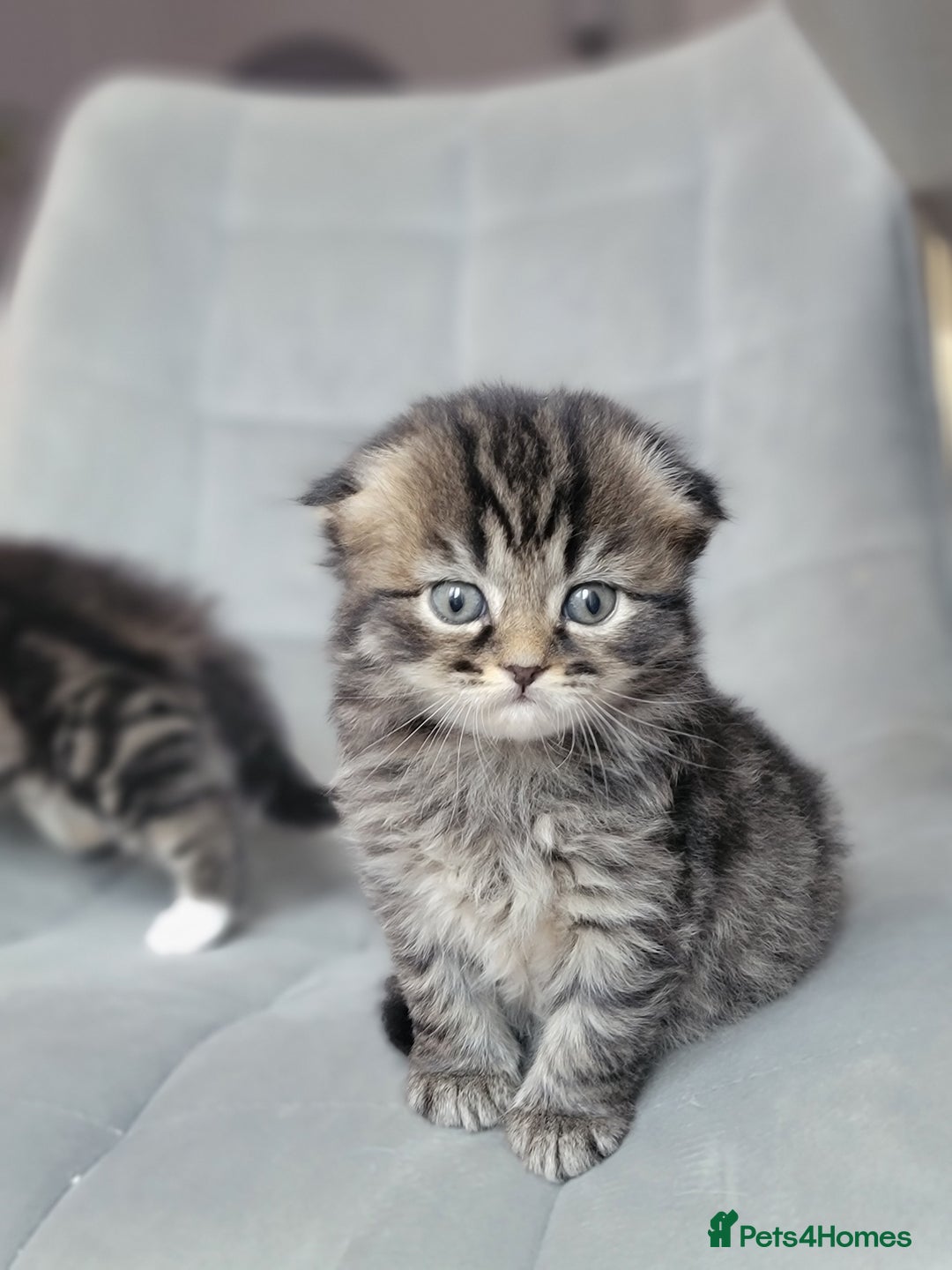Scottish Fold cats for sale: Scottish fold - Advert 24