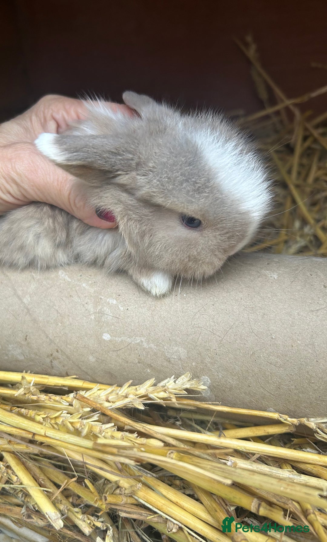 Netherland Dwarf rabbits for sale: Netherland Dwarf - Advert 7