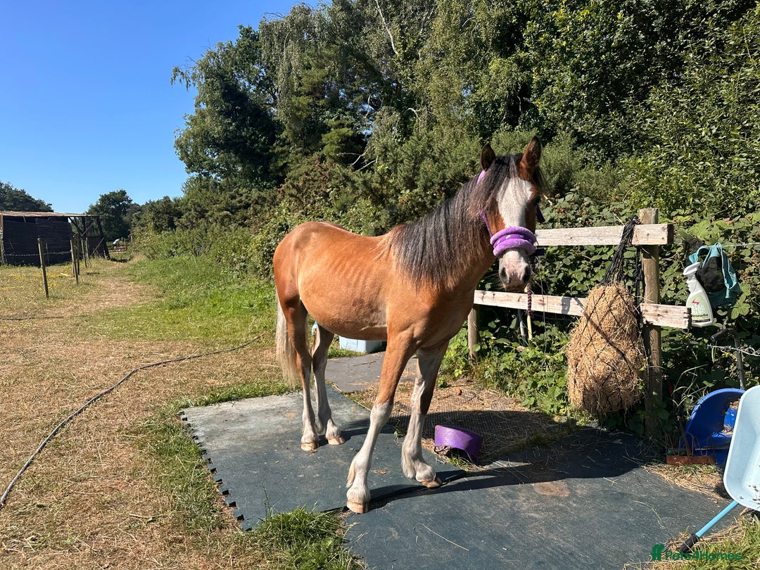 Irish Cob horses for sale: Buddy - Image 17