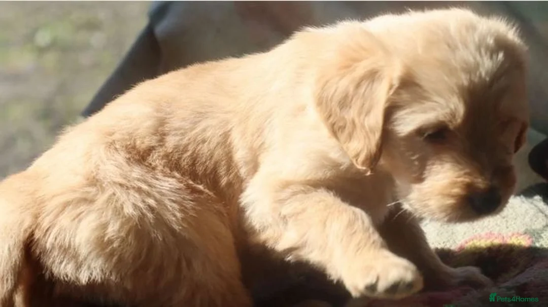 Labradoodle dogs for sale: Standard Labradoodle Puppies F3 - Advert 4