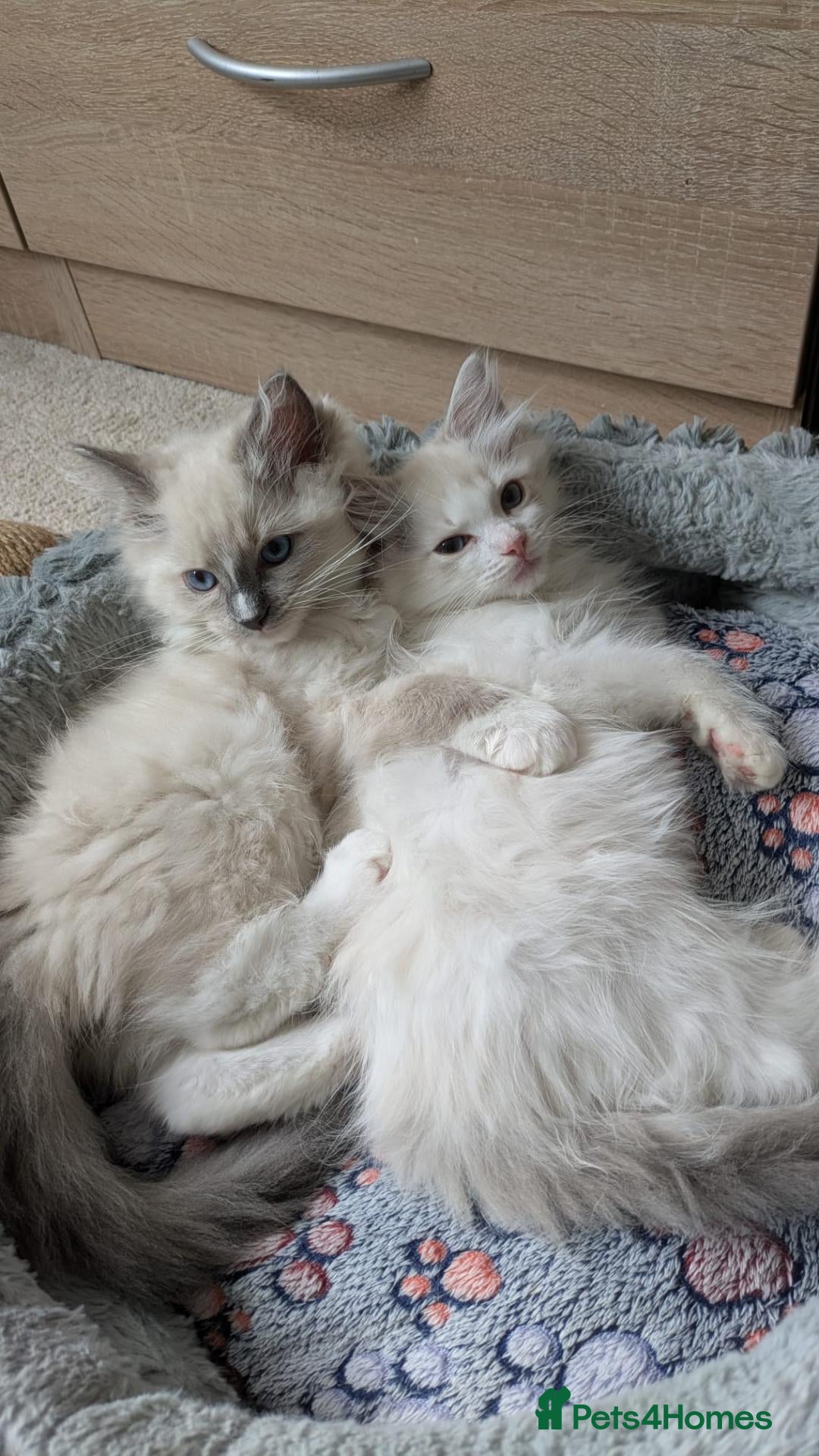 Ragdoll cats TICA Ragdoll Kittens – Mink & Traditional - Advert 1