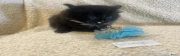 Persian cats for sale: Silver Tipped Persian chinchilla crosses - Advert 5