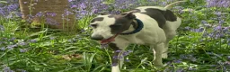 Whippet dogs for sale: Bella beautiful whippet  - Advert 2