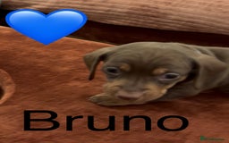 Miniature Dachshund dogs for sale: Miniature dachshund puppies  - Advert 12